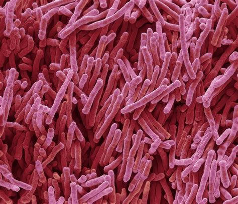 mycobacterium smegmatis